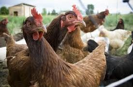 The Chicken Industry – Essential for the Lower Eastern Shore