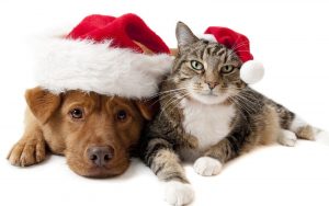 Dog and Cat Christmas