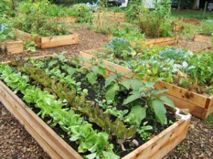 community garden