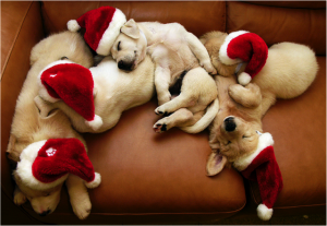 Cute-Group-of-Sleeping-Puppies-with-Christmas-Santa-Hats