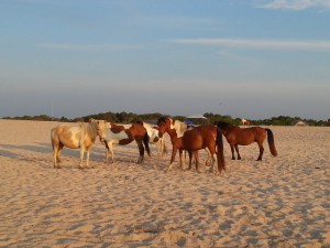 Assateague Island