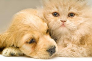 Cat and Dog