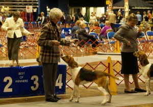 dog show