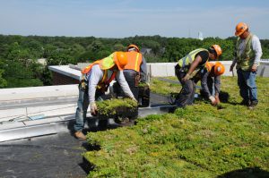 GreenRoof2061