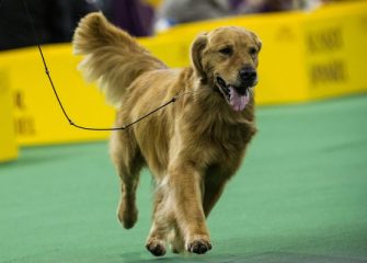 Glen Ave. Road Closure Announced for Golden Retriever Club of America National Specialty