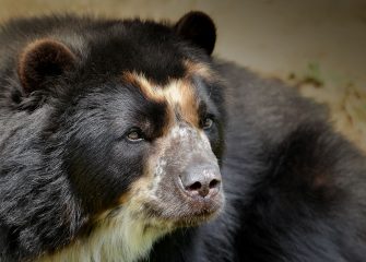 Salisbury Zoo, Hertrich family of automobile dealerships partner to bring a second bear to Salisbury