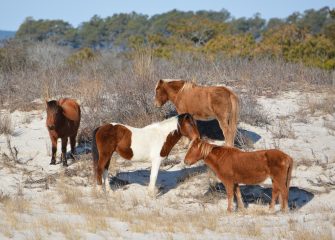 Assateague Island Horse Census Results