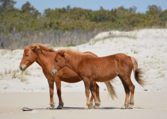 Assateague Island Horse Census Results