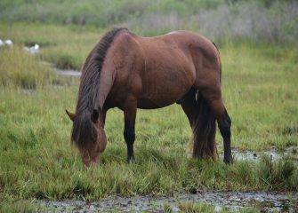 Assateague Island Wild Horse Killed in Vehicle Accident