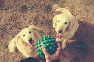 Woman And Dogs Playing In The Park.companion Pets Concept.pets A