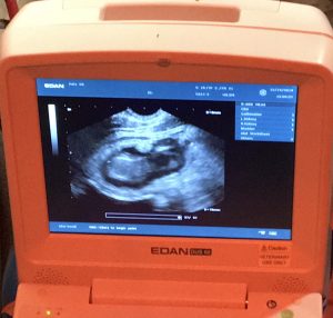 bear sonogram 2020