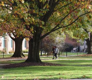 salisbury greenery