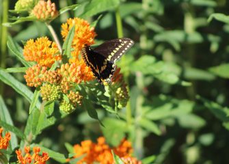 Lower Shore Land Trust to Hold Inaugural Pollinator Garden Tour