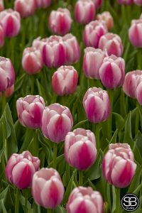 Field of Pink and White Tulipa gesneriana L. Didier's Tulips Spring 2021 01