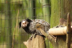 black tufted marmoset