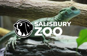 Iguana in background, new Salisbury Zoo logo