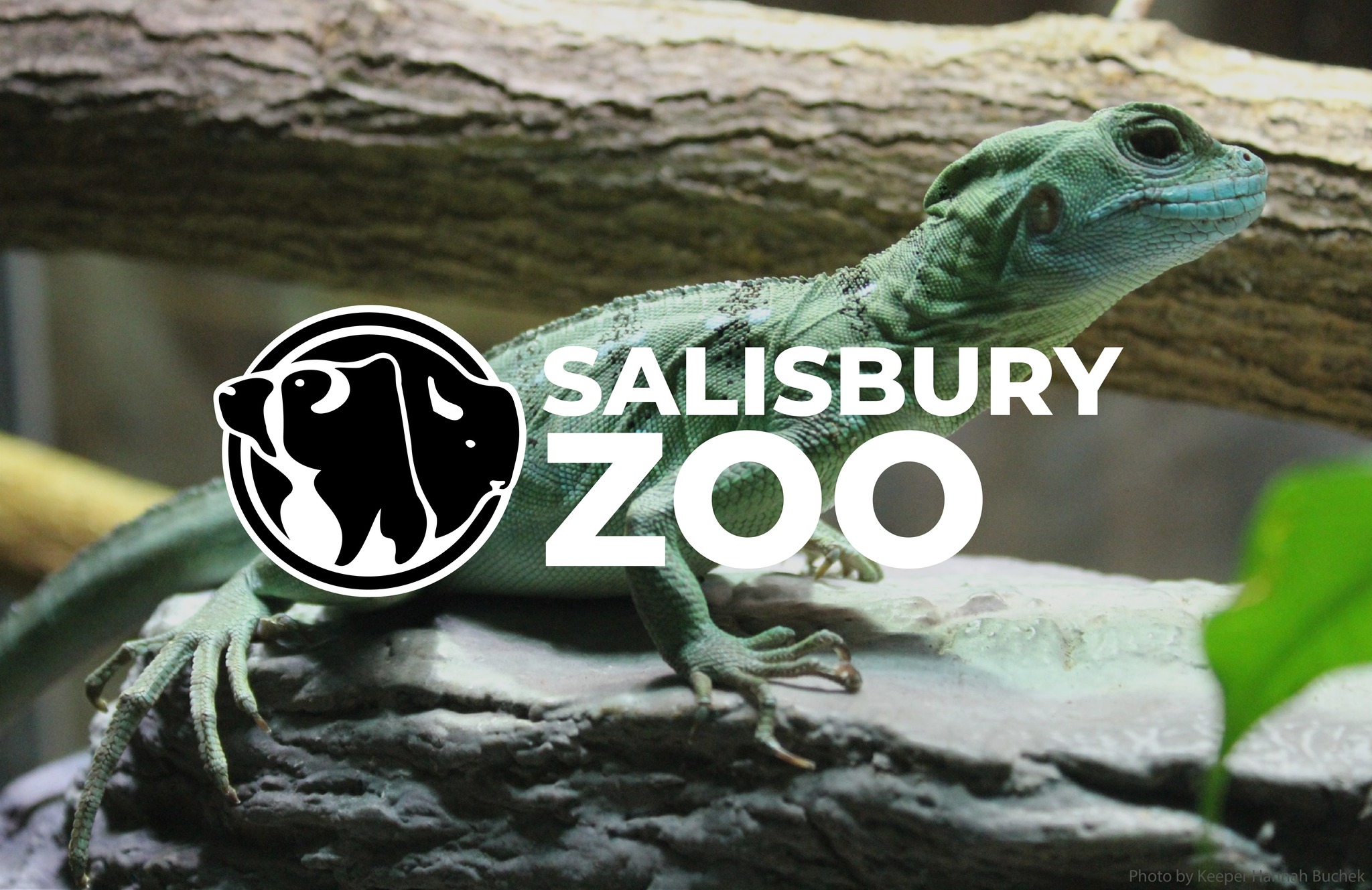 Salisbury Zoo Announces Rebranding SBJ