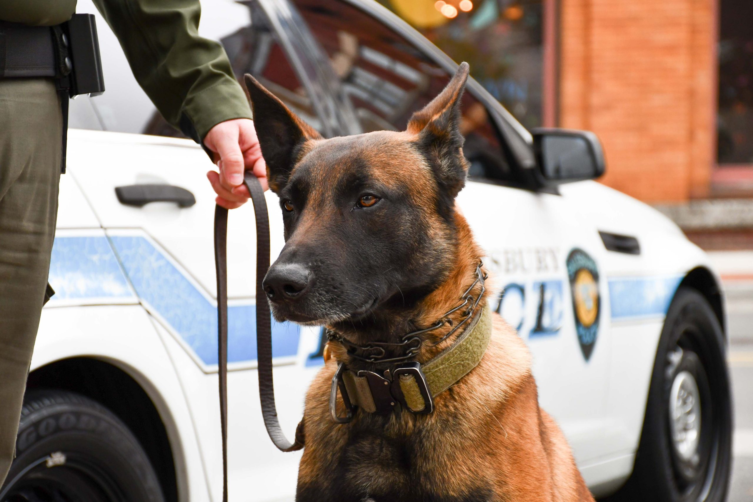 New Police K9 Joining Salisbury Police Department SBJ