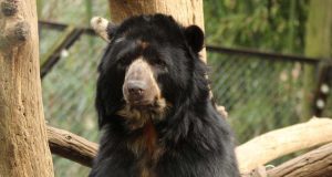 andean bear at zoo