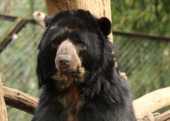 Andean Bear Pinocchio to Temporarily Move to Nashville Zoo