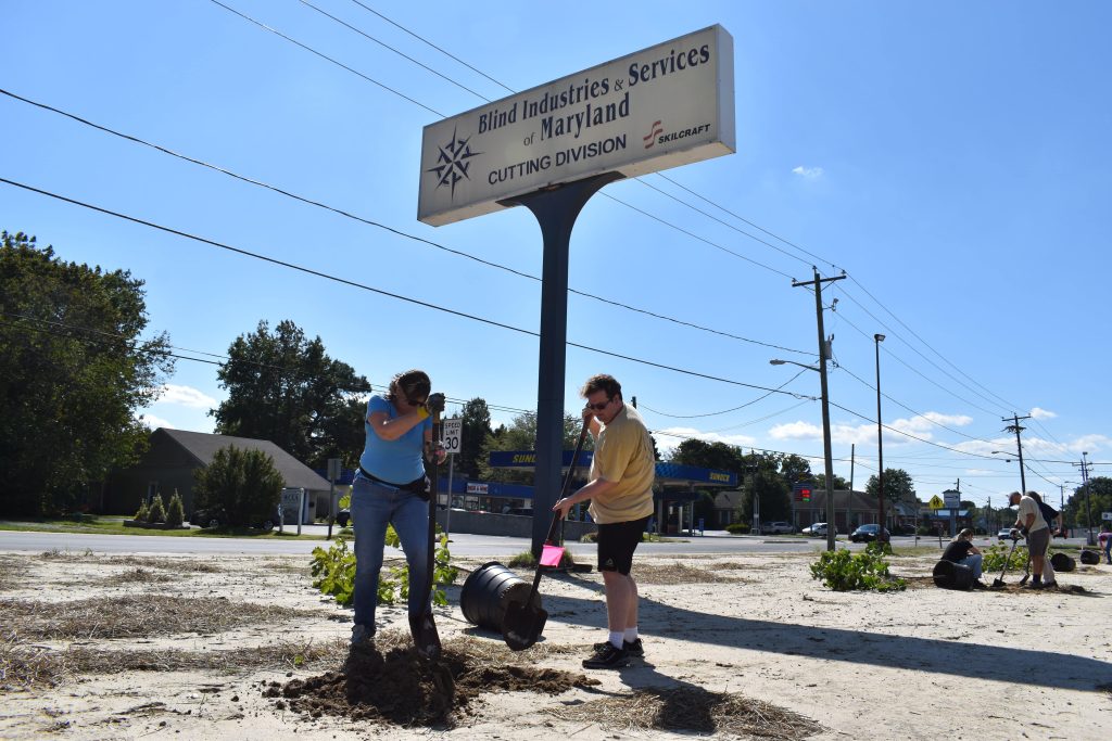 two Salisbury University Students planting trees