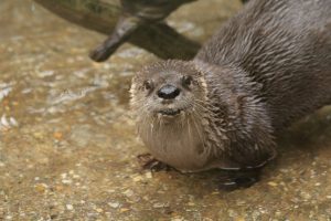 close up of an Otter named Peanut from the Salisbury Zoo