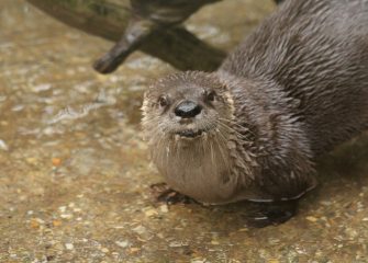 Salisbury Zoo’s Otter, Peanut, Dies at 17