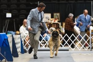 Man and his dog participating in a dog show