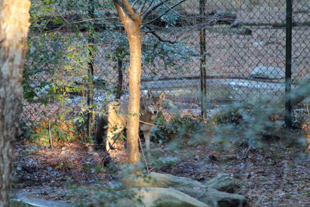 New Red Wolf at the Salisbury Zoo