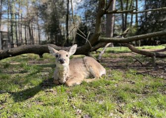 Salisbury Zoo Welcomes New Deer