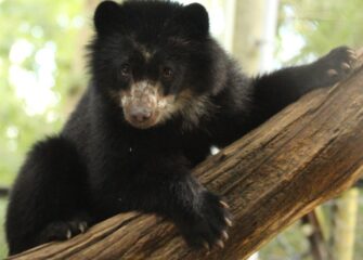 Andean Bear Inti to Move to Racine Zoo