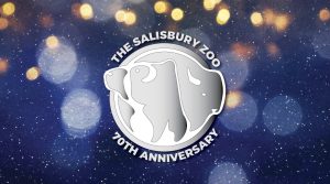 Silver Bison for Salisbury Zoo 70th anniversary