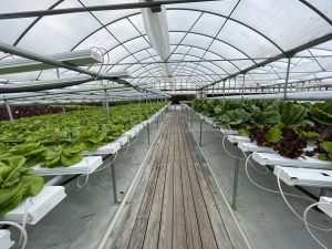 Interior of a green house