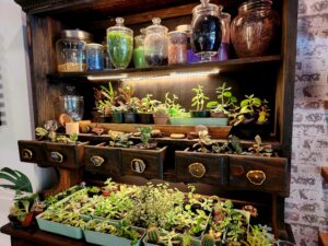 Shelf full of plants