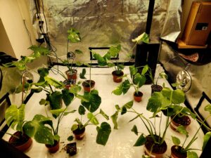 table full of plants