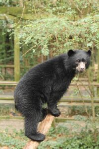 Little baby black bear climbing a tree