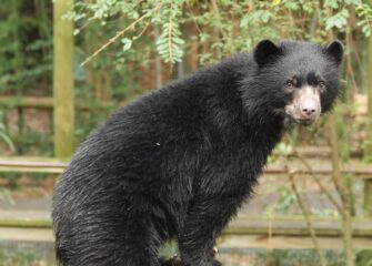 Andean Bear Raymi to Make International Move to Zoo Zürich