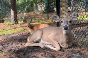 Baby deer and its mom