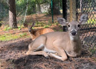 Salisbury Zoo Welcomes White-Tailed Deer Fawn, Lily