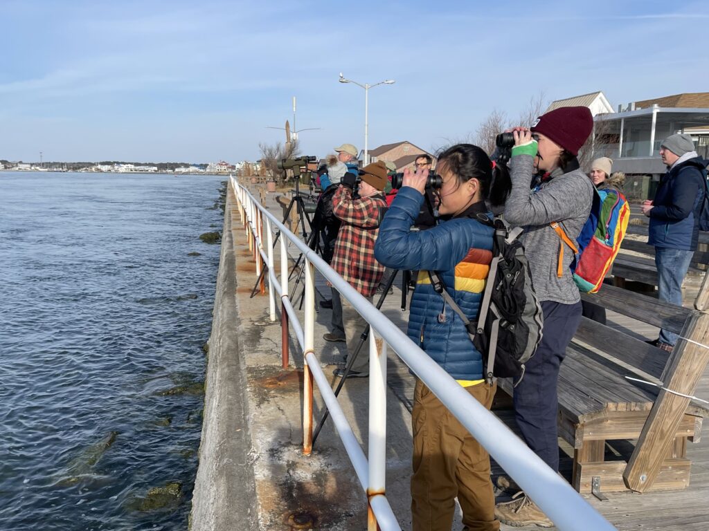 Birding in Ocean City, MD