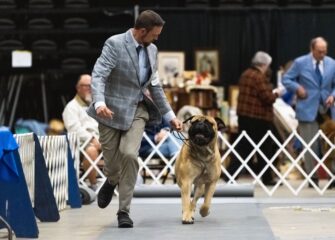 Eastern Shore Classic dog shows return to the Wicomico Civic Center Nov. 8-10