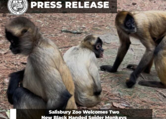 Salisbury Zoo Welcomes Two New Black Handed Spider Monkeys