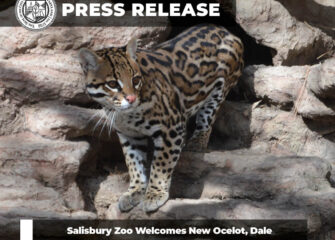 Salisbury Zoo Welcomes New Ocelot, Dale