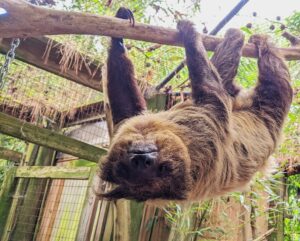 bayou bayou the sloth hanging from a tree branch