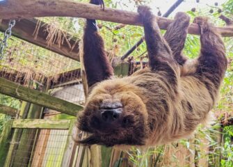 Salisbury Zoo Announces the Passing of Beloved Sloth, Bayou
