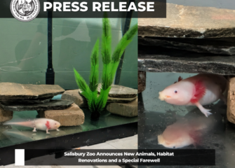 Salisbury Zoo Announces New Animals, Habitat Renovations and a Special Farewell