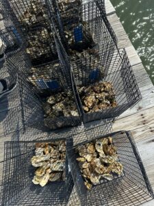 Hyatt Regency Chesapeake Bay Oyster Garden 2-min