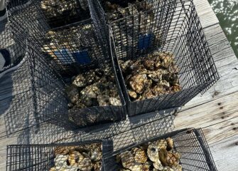 Hyatt Regency Chesapeake Bay Partners with Chesapeake Bay Foundation  to Help Restore Local Oyster Population with Addition of Hyatt Oyster Garden