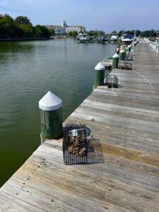 Hyatt Regency Chesapeake Bay Oyster Garden 3-min