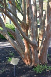 memorial-garden-james-m-bennet (46)